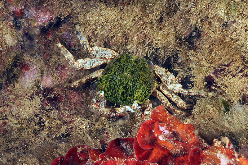 Pachygrapsus marmoratus cambia il carapace